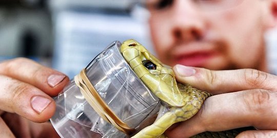 ular snake milker