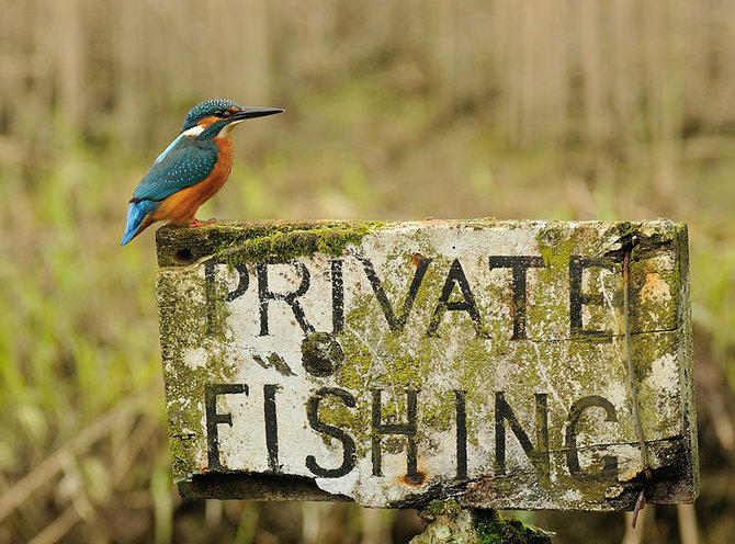 foto burung kingfisher karya alan mcfadyen