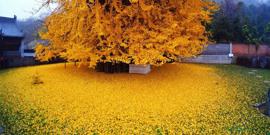 Mengintip keindahan pohon ginkgo 1400 tahun di Kuil Gu Guanyin