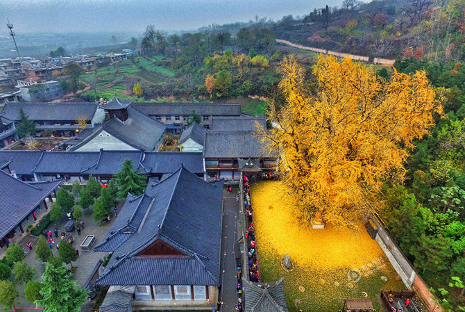 pohon ginkgo 1400 tahun di kuil gu guanyin china