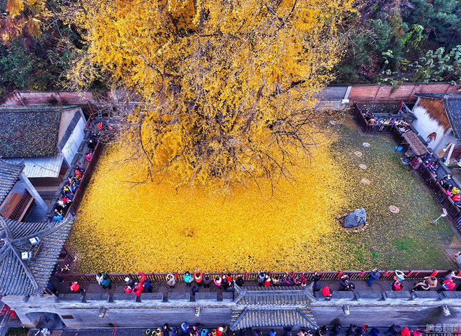 pohon ginkgo 1400 tahun di kuil gu guanyin china