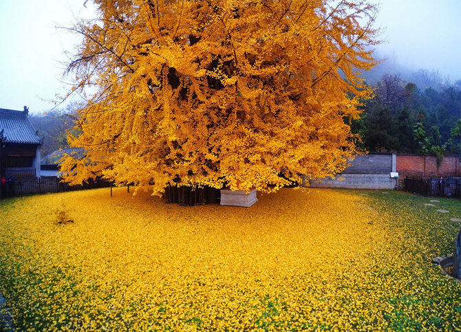 pohon ginkgo 1400 tahun di kuil gu guanyin china