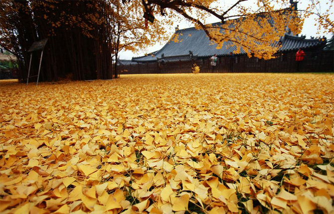 pohon ginkgo 1400 tahun di kuil gu guanyin china