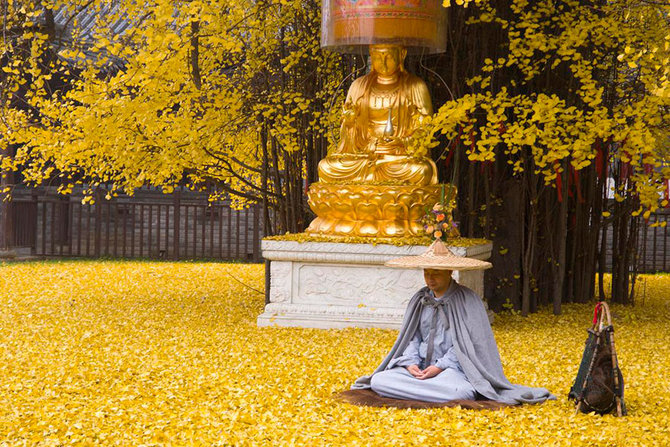 pohon ginkgo 1400 tahun di kuil gu guanyin china