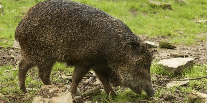 Alih fungsi bikin babi hutan serang kebun warga di Banyumas