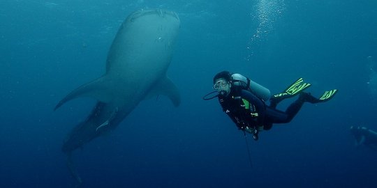 Tarian elok sang raja laut Teluk Cendrawasih