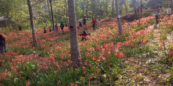 Kisah sedih di balik rusaknya kebun bunga Amaryllis gara-gara selfie