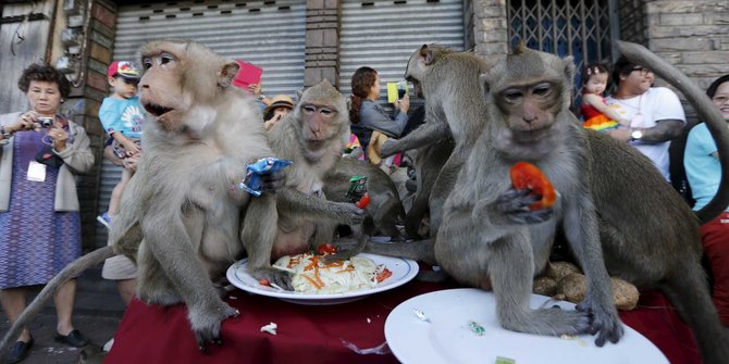 Melihat kerakusan monyet santap makanan di Monkey Buffet Festival