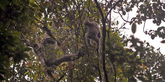 Menengok kawanan Owa Jawa yang terancam punah