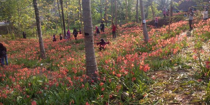 Sehari, kebun bunga Amarilis raup untung Rp 5 juta dari pengunjung