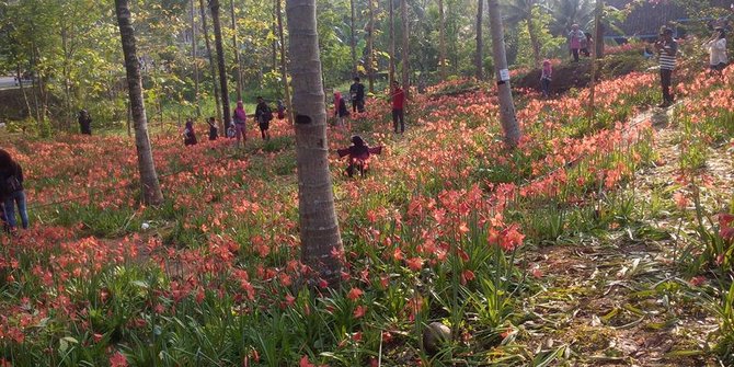 Sehari kebun bunga Amarilis raup untung Rp 5 juta dari 