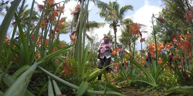 Ini kebun bunga Amarilis di Yogyakarta yang membuat heboh netizen
