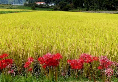 higanbana yang ditanam di tepi sawah