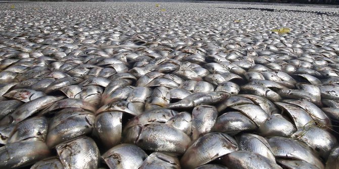 Misterius, sejak Senin subuh jutaan ikan terdampar di Pantai Ancol