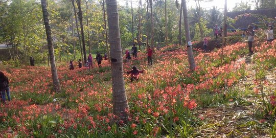 Salah satu perusak taman bunga amaryllis ini minta maaf di Instagram