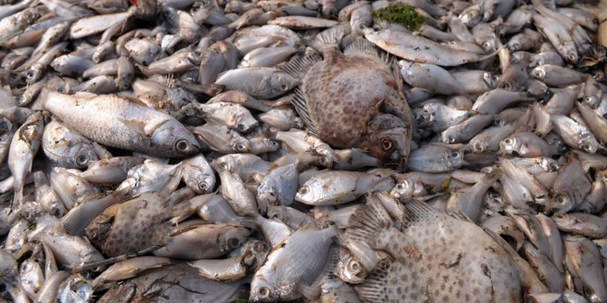 Dinas Kelautan DKI belum tahu penyebab jutaan ikan di Ancol mati