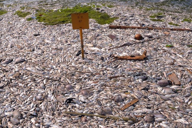 ribuan ikan mati di pantai ancol