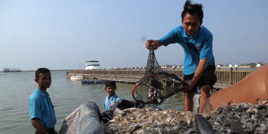 Bangkai ikan masih terlihat di Pantai Ancol, bau tak sedap tercium