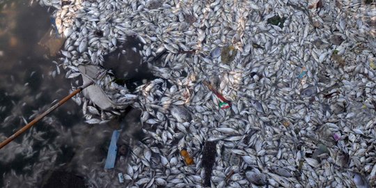 Jutaan ikan mati, pengunjung dilarang berenang di pantai Ancol