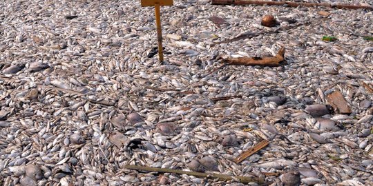 Ini penyebab jutaan ikan di Pantai Ancol mati misterius
