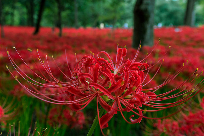 bunga higanbana atau red spider lily