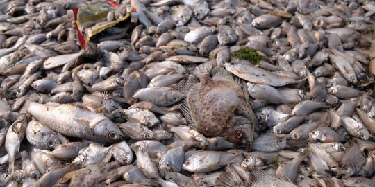 Cegah lingkungan tercemar, bangkai ikan di Ancol dibakar & dikubur