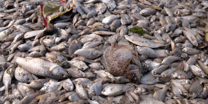 Cegah lingkungan tercemar, bangkai ikan di Ancol dibakar & dikubur