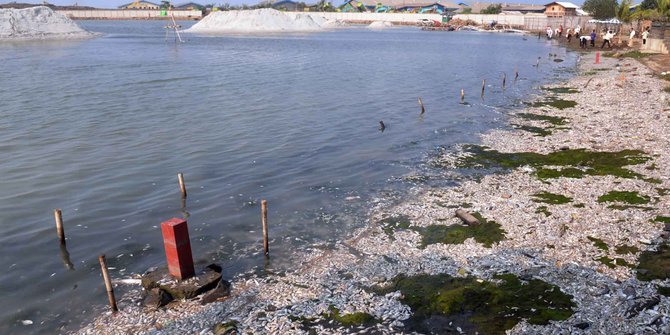 Kementerian KKP ikut selidiki penyebab jutaan ikan mati di Ancol