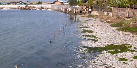 Versi BPLH DKI, jutaan ikan mati di Ancol karena Blooming Algae