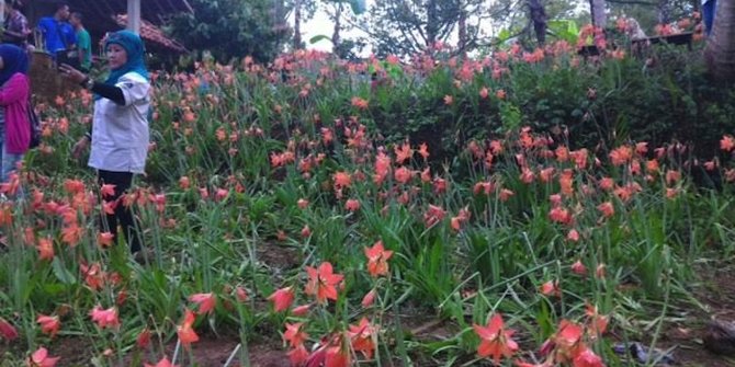 Dosen UGM akan sulap taman Amarilis seperti wisata Tulip di Belanda