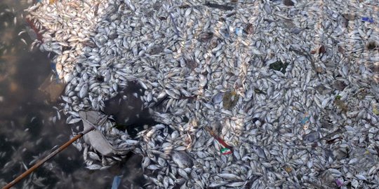 ikan berbagai jenis mati misterius di pantai ancol rev2
