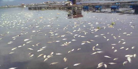 Muncul berbagai spekulasi penyebab ribuan ikan mati di Pantai Ancol