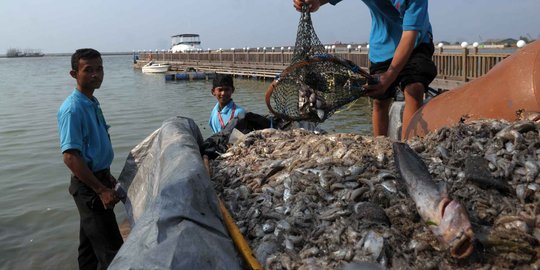 Reklamasi diduga penyebab jutaan ikan di Ancol mati, ini kata Ahok