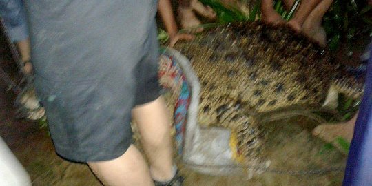 Pawang tangkap belasan buaya yang lepas saat banjir di Sumut