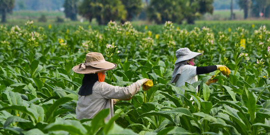 Keuntungan petani tergerus akibat jual tembakau ke pengepul