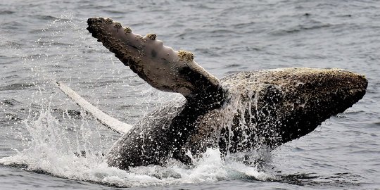 Menyaksikan paus-paus dari Antartika bermigrasi ke perairan hangat