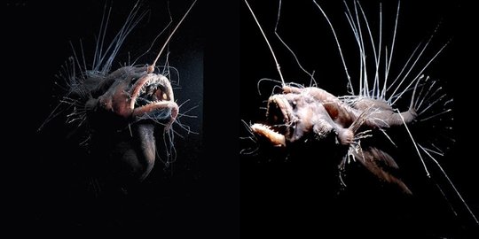 5 ikan berwajah paling seram di dunia, mirip hewan mitos!