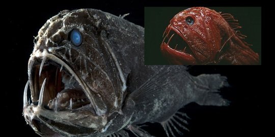 5 ikan berwajah paling seram di dunia, mirip hewan mitos!