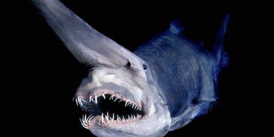 5 ikan berwajah paling seram di dunia, mirip hewan mitos!