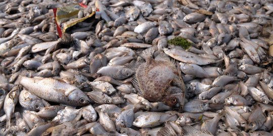 Ahok: Ikan mati di Ancol layak konsumsi karena cuma habis napas