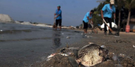 Reklamasi Teluk Jakarta di balik kematian ikan di pantai utara