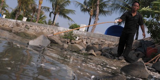 Penelitian LIPI ungkap penyebab kematian massal ikan di Ancol