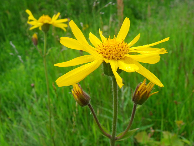 arnica montana