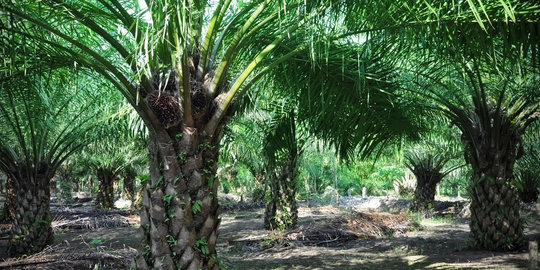 Target Asian Agri bangun pola kemitraan dengan petani sawit