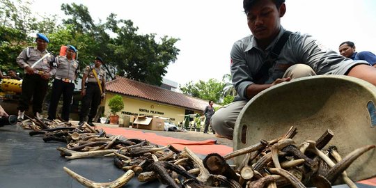 Bareskrim: Indonesia penjual satwa langka terbesar di Asia Tenggara