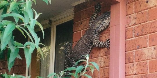 4 Hewan paling mengerikan pernah mampir ke rumah manusia