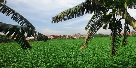 Tekan impor, pemerintah olah eceng gondok jadi pakan ikan