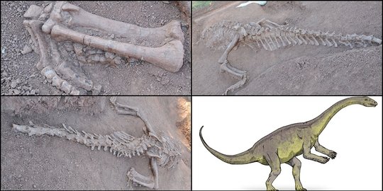 Bangun jalan, pekerja China temukan fosil dinosaurus 180 juta tahun