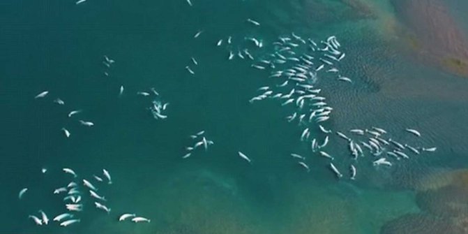 Pemandangan langka, ribuan paus asyik bermain di perairan dangkal