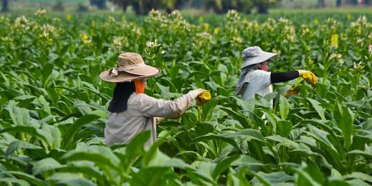 Tembakau super bikin keblinger